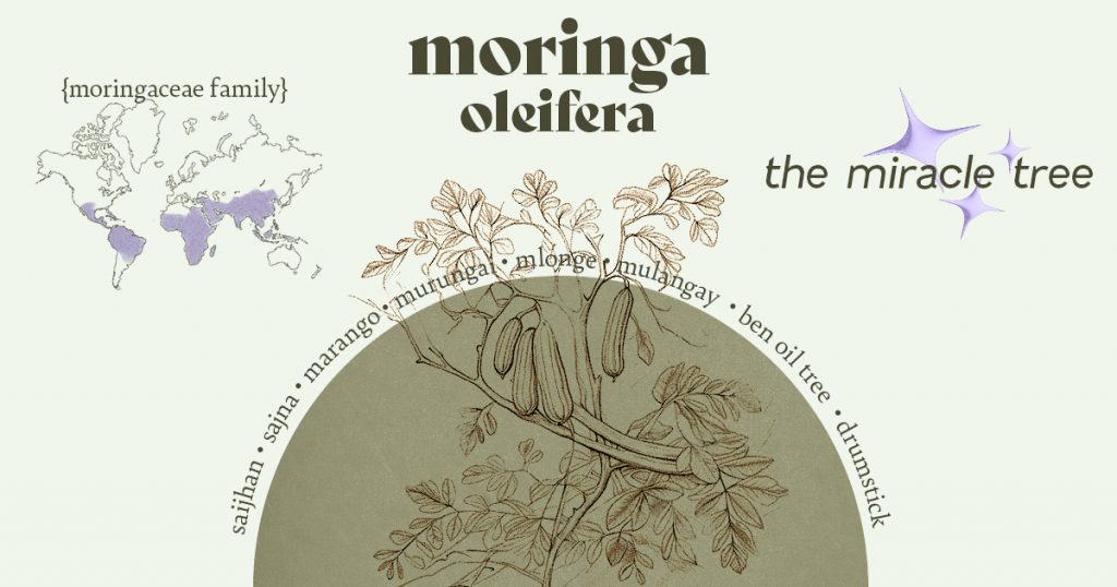Various names of the moringa plant: saijhan or sajna, marango or murungai, mlonge or mulangay, ben oil tree or even simply drumstick